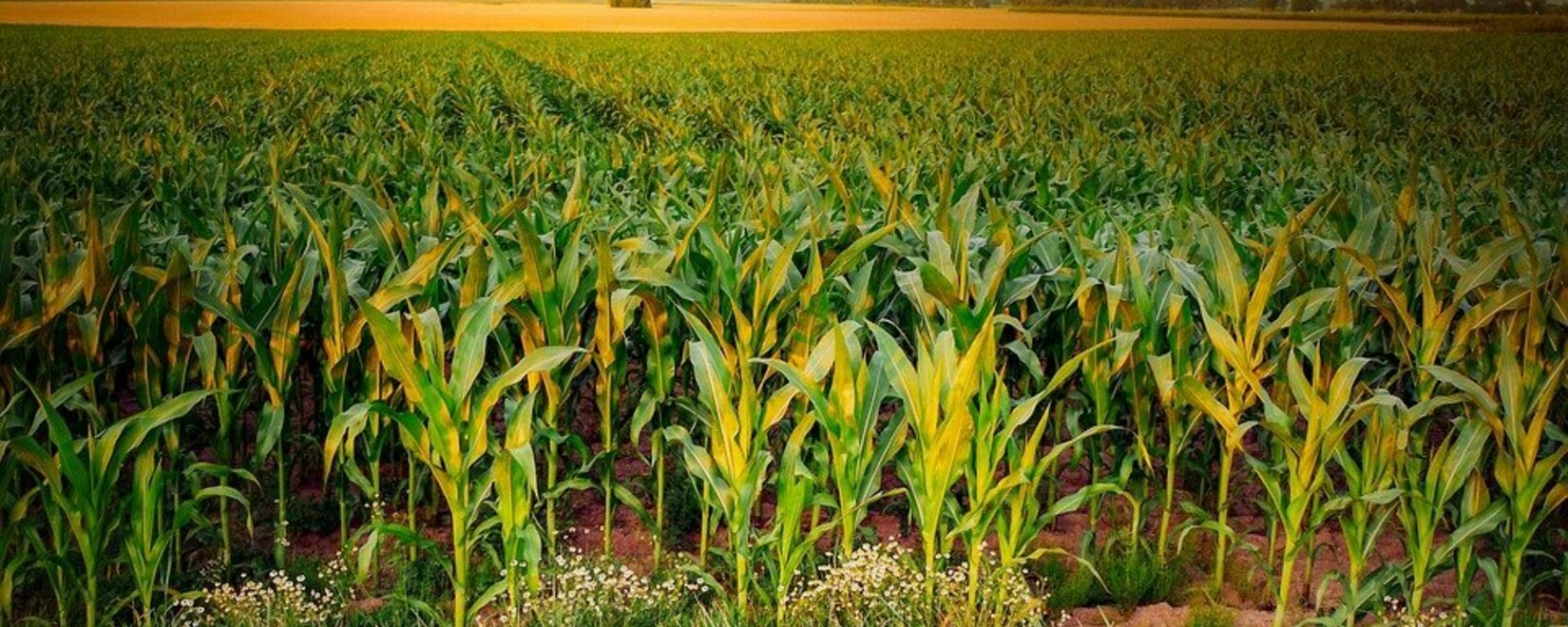 На Южном Урале планируют создать «кукурузный» центр