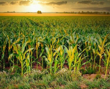 In the South Urals, they plan to create a "corn" center