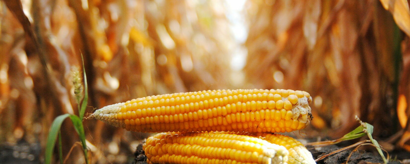 The first deals with corn were concluded on the NTB commodity auction market
