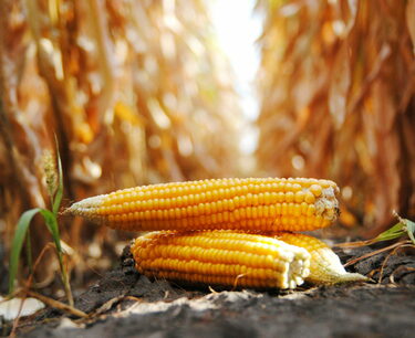На рынке товарных аукционов НТБ заключены первые сделки с кукурузой