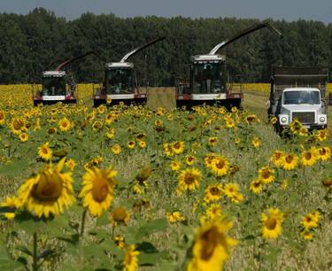 在奥伦堡地区，72% 的向日葵种植面积用于谷物收获。 脱粒面积 81.34 万公顷