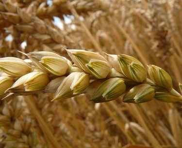玉米和小麦价格下跌，燕麦价格保持不变，而大米价格上涨。请问这是在2024年7月8日的报价有所变化。
