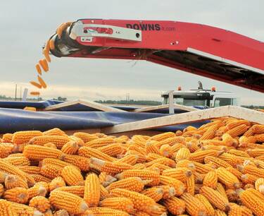 IKAR has raised the forecast for corn gross harvest.