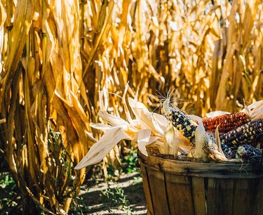 Международные цены на зерно колебались: пшеница CBOT снизилась, а кукуруза - выросла, прогноз экспорта пшеницы в России сократился.