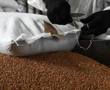 增加白俄罗斯的荞麦生产：国家食品安全战略。
