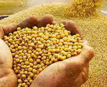 Uzbekistan is increasing the area under soybeans, increasing the production of soybean oil and meal