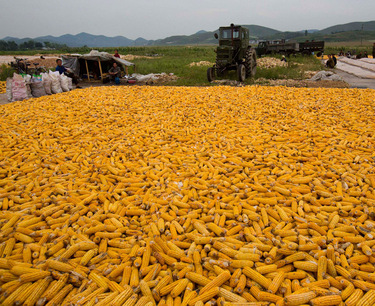 Corn imports to EU countries fell by 40%