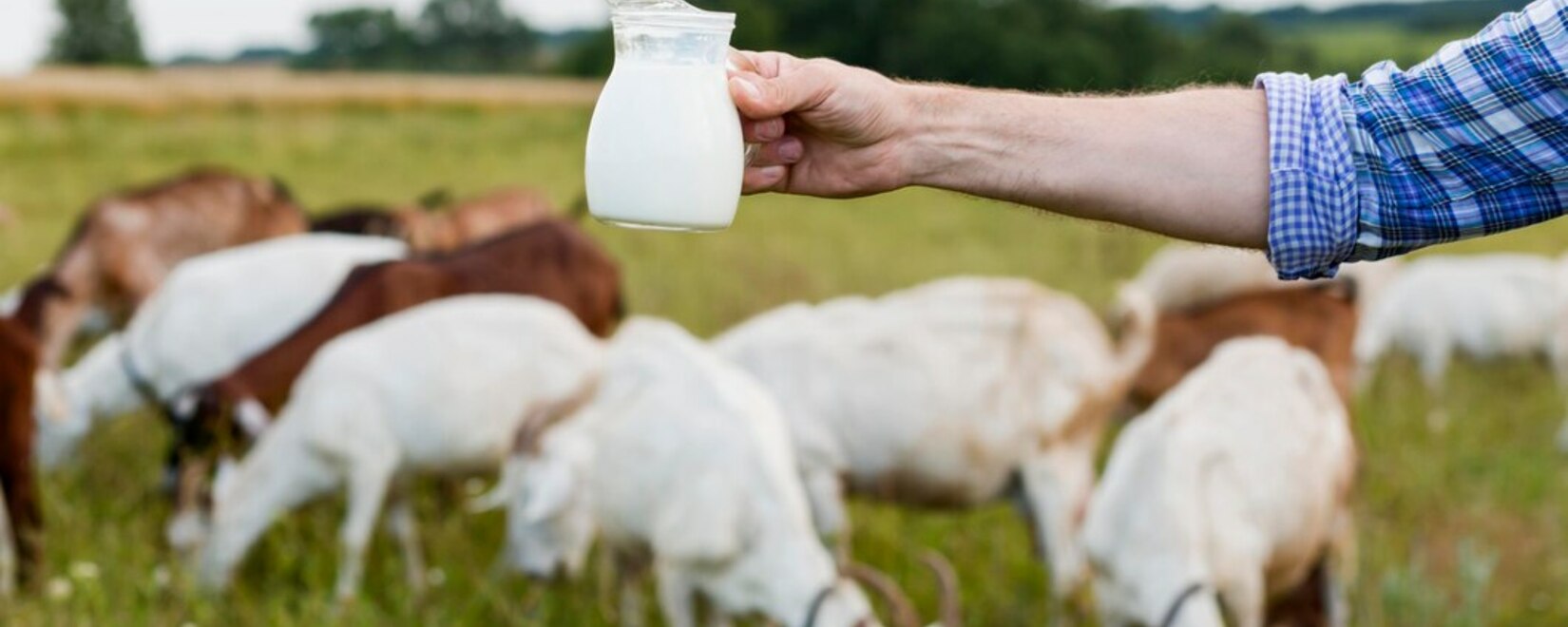 Создана система оценки крупного рогатого скота на основе генетических факторов для увеличения производства молока