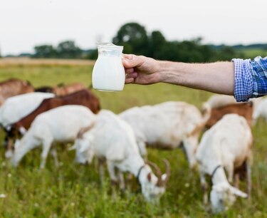 基于遗传因素开发了评估大型牛的系统，以增加牛奶产量。