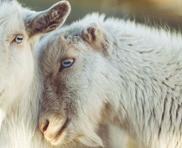 Caring for goats: bread in the diet