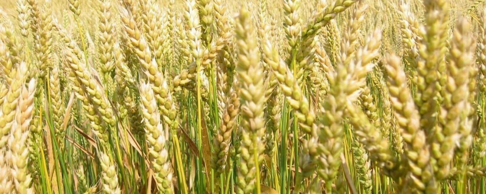 Состояние посевов яровой пшеницы в США ухудшилось