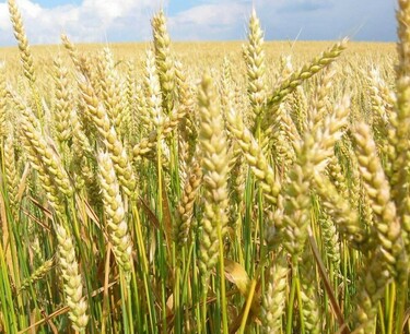 U.S. Spring Wheat Crop Condition Worsened