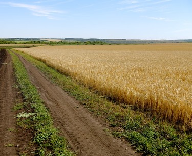 Площади под пшеницей в США увеличатся на 9%