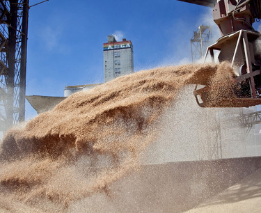 Purchasing prices for wheat in ports fell sharply