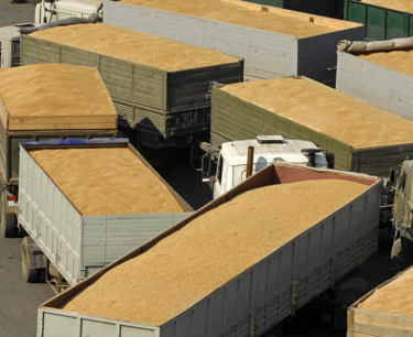 Россия в 27 раз нарастила зерновой экспорт в Китай за 10 лет