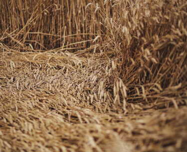 Состояние посевов пшеницы во Франции: дурум стабилен, мягкая пшеница немного ухудшилась, сообщает FranceAgriMer.
