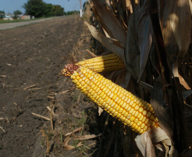 Украина посеяла первый миллион га кукурузы