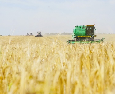 World grain market: prices for wheat, soybeans and corn fell on Friday