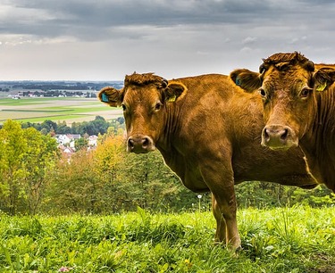 俄罗斯正在建立一个国家农业动物基因资源中心，以确保粮食安全。