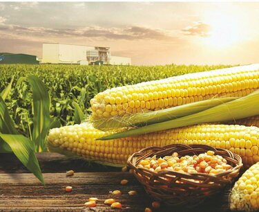 Бразилия планирует возобновить госзакупки кукурузы
