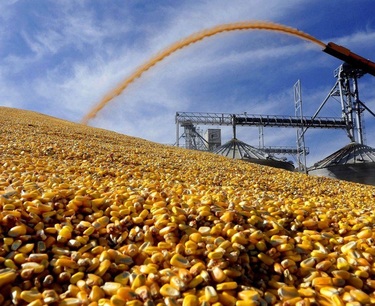 世界穀物市場：週三小麥和玉米期貨下跌，大豆小幅上漲