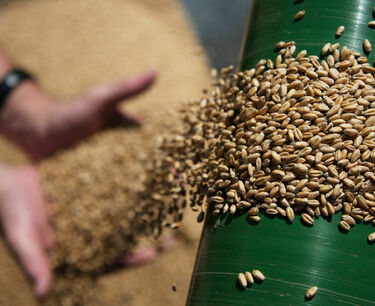 Минсельхоз РФ утвердил Приказ об определении предельных уровней цен на зерно в целях проведения интервенций