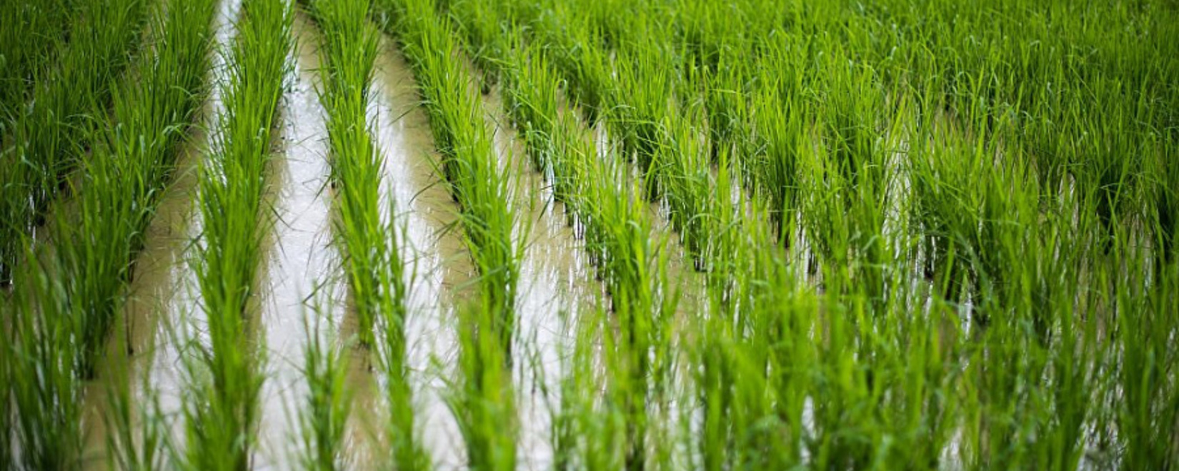 庫班2023年水稻播種面積9.2萬公頃