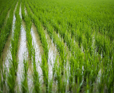 На Кубани в 2023 году площадь сева риса составит 92 тысячи гектаров