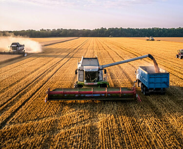 减少埃及国内市场小麦采购量的重要性
