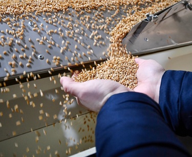 Monopolization of the grain market has brought thousands of farms to the brink of bankruptcy.
