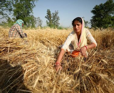 Урожай пшеницы в Индии будет на 10% ниже ожидаемого