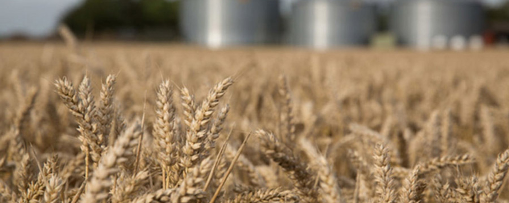 The largest grain trader from Rostov reduced exports by 1 million tons