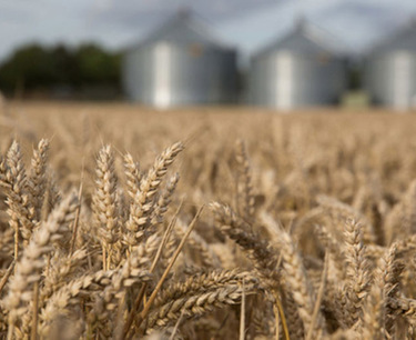 The largest grain trader from Rostov reduced exports by 1 million tons