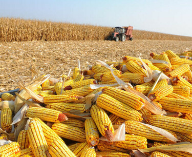 Mexico imposes heavy duty on white corn imports