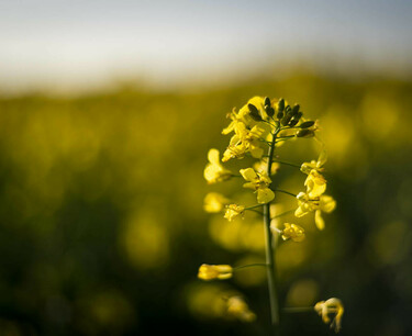 In November 2022, Australia increased canola exports by 20 times