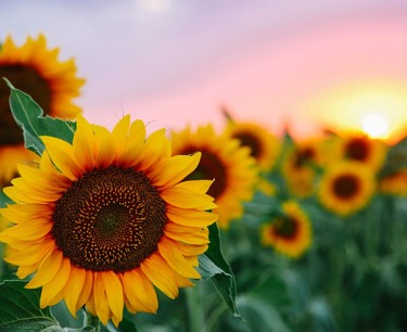In Kazakhstan, the export duty on sunflower seeds is being canceled to support farmers before planting.