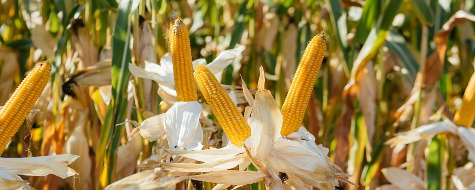 Иран объявил тендер на закупку кукурузы
