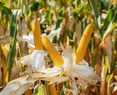 Iran announced a tender for the purchase of corn