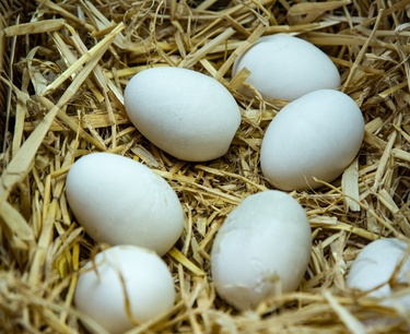 Цены на яйца в России начнут снижаться