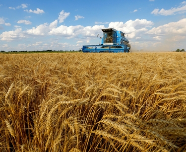 Спрос на российскую пшеницу вновь растет — «Русагротранс»