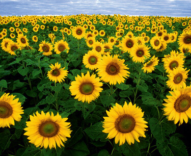 Agrarians of the Rostov region called the collapse in demand for sunflower a catastrophe
