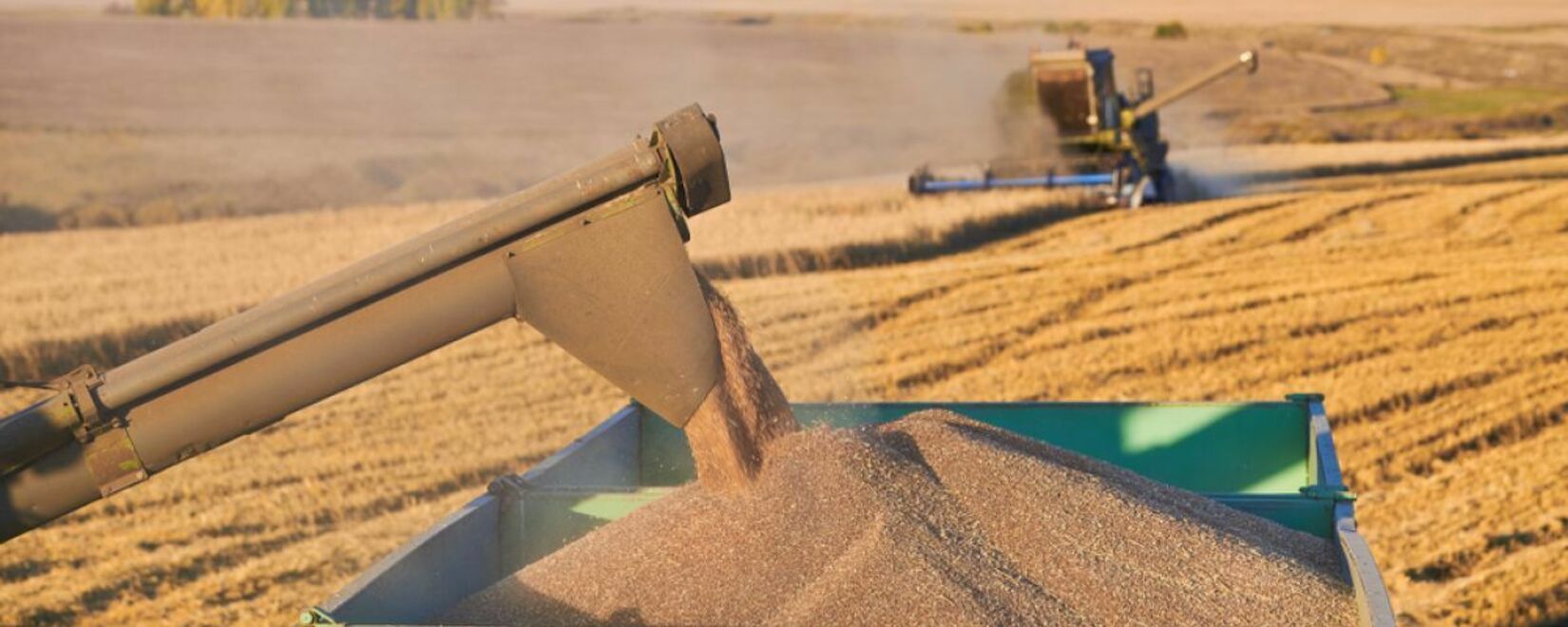 Эксперты Agritel повысили прогноз экспорта мягкой пшеницы из Франции