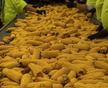 Аналитики увеличили прогнозы по экспорту сои и кукурузы из Бразилии