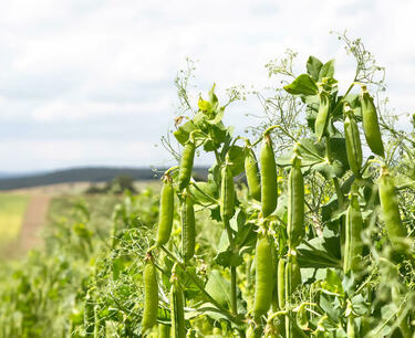 阿尔泰豌豆对中国和其他国家的出口增长