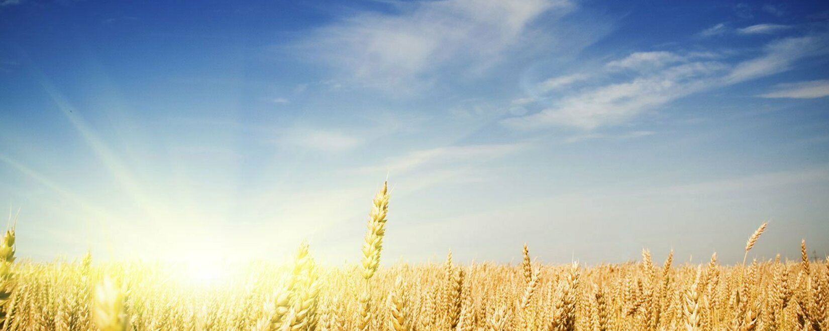Повышение спроса на пшеницу 2 класса в Украине вызывает конкуренцию между производителями