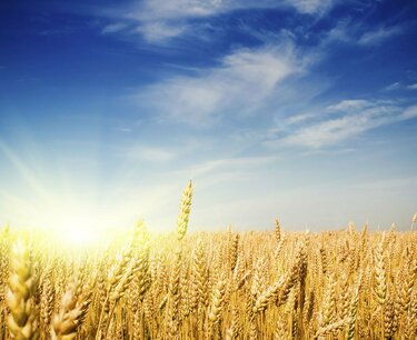 乌克兰对 2 级小麦的需求增加导致生产商之间的竞争
