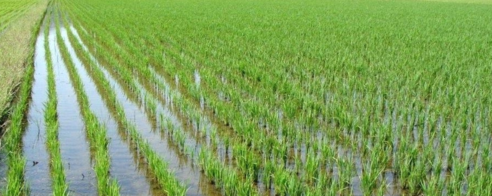 Прогноз: Рост урожая гречихи, но сокращение урожая риса в России на фоне прошлогодних показателей