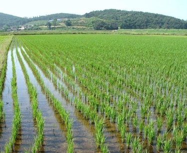 Прогноз: Рост урожая гречихи, но сокращение урожая риса в России на фоне прошлогодних показателей