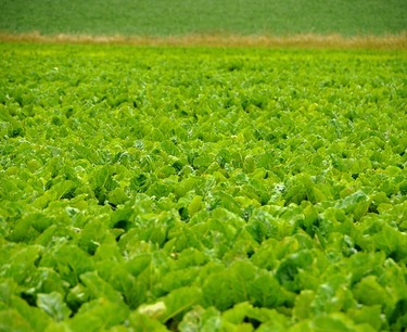 The agroholding "Astarta" has started the sowing campaign: sugar beets have been sown on 39 thousand hectares along with other crops.