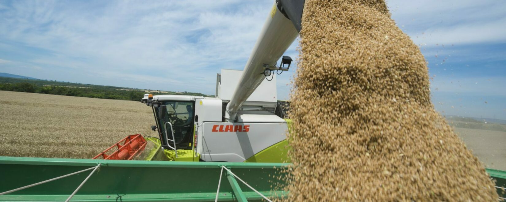 Ставка вывозной пошлины на ячмень снизится с 20 сентября. Пошлины на пшеницу и кукурузу вырастут